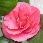 Camellia_japonica0